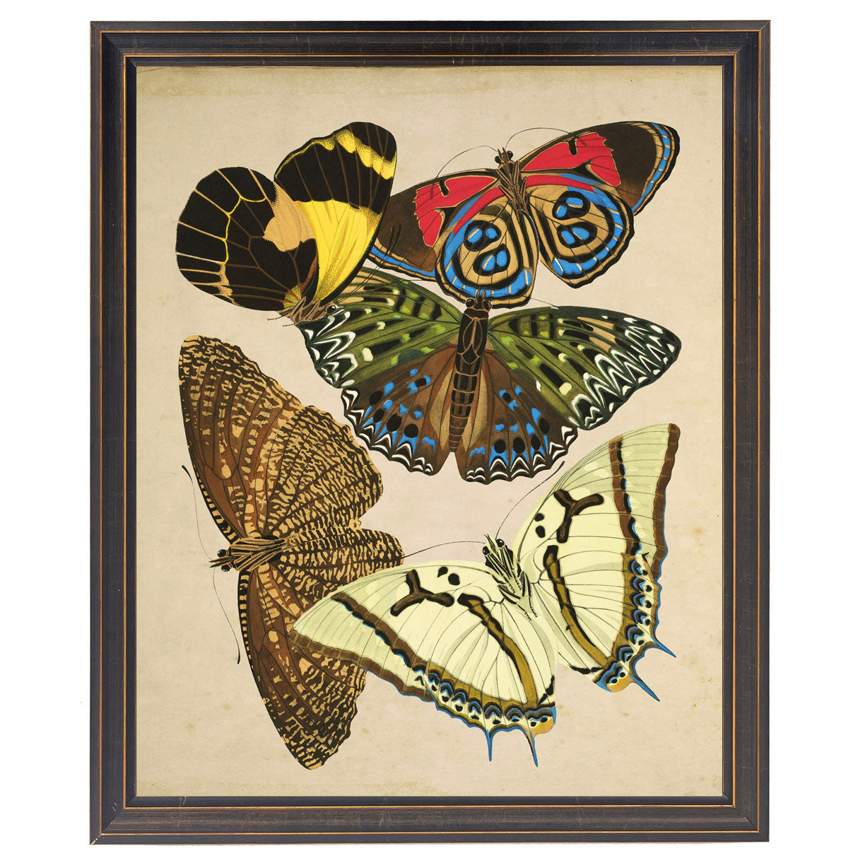 Vintage Butterfly Study Print in Black & Gold Wood Frame (16" x 20")