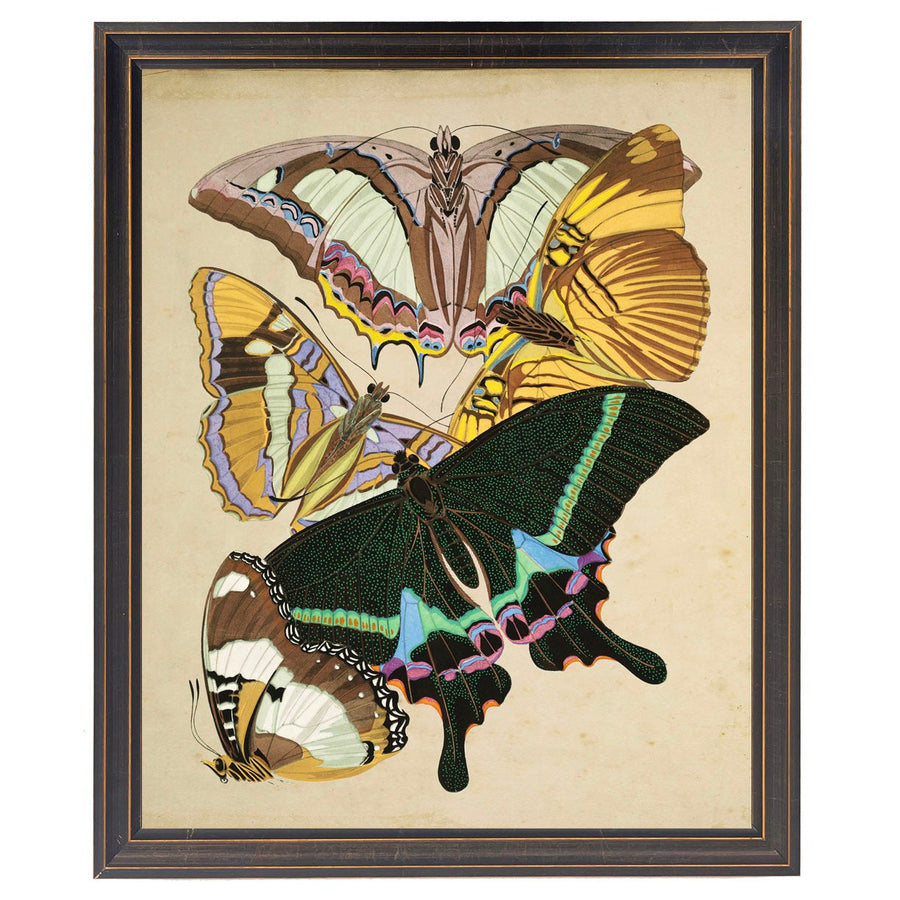 Vintage Moth Study Print in Black & Gold Wood Frame (16" x 20")