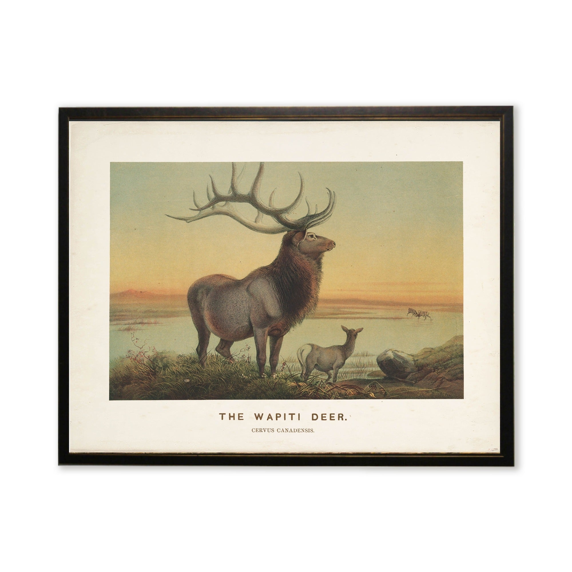 Wapiti Deer Landscape Art in Copper & Black Wood Frame (24" x 18")