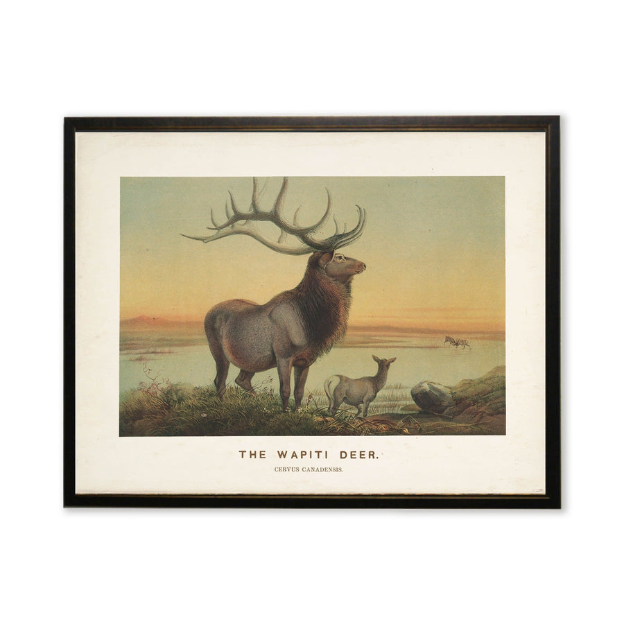 Wapiti Deer Landscape Art in Copper & Black Wood Frame (24" x 18")