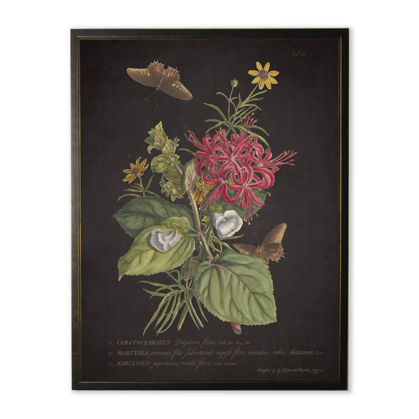 Vintage Botanical Print with Butterflies in Copper & Black Wood Frame (16" x 20")