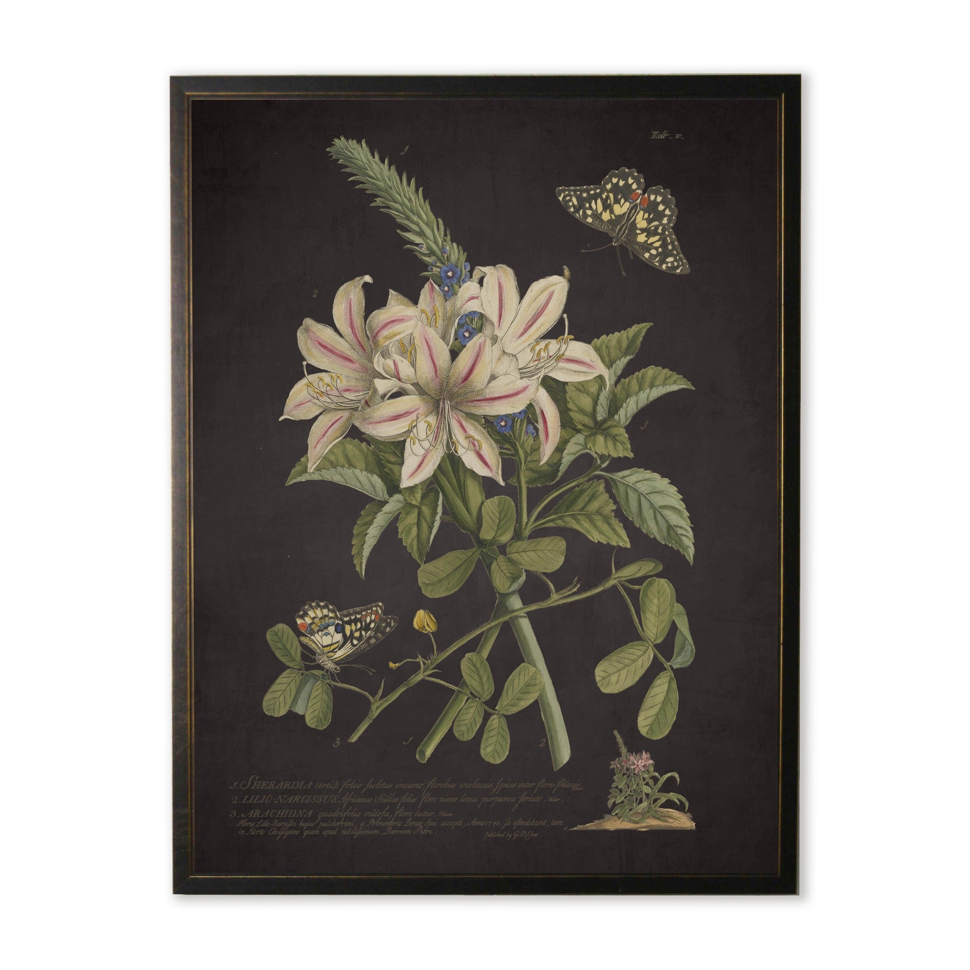 Vintage Sherardia Botanical Print with Butterflies in Copper & Black Wood Frame (16" x 20")