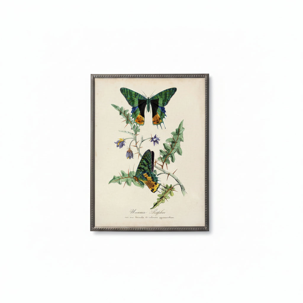 Vintage Butterfly & Flower Print in Beaded Pewter Frame