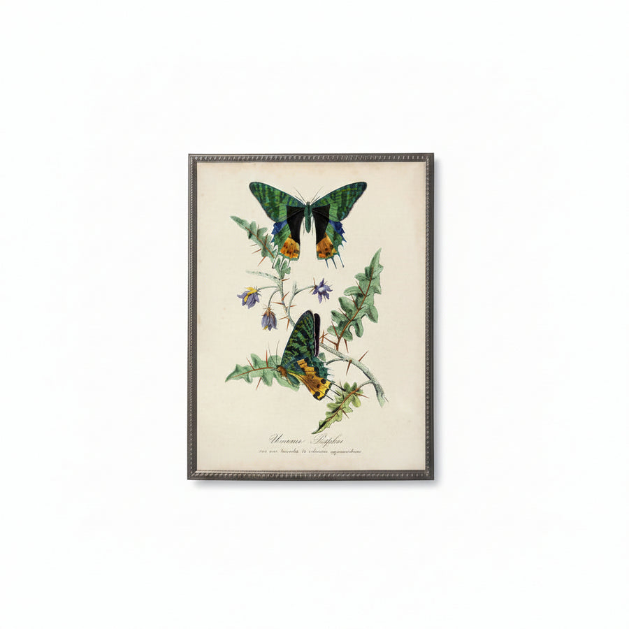 Vintage Butterfly & Flower Print in Beaded Pewter Frame