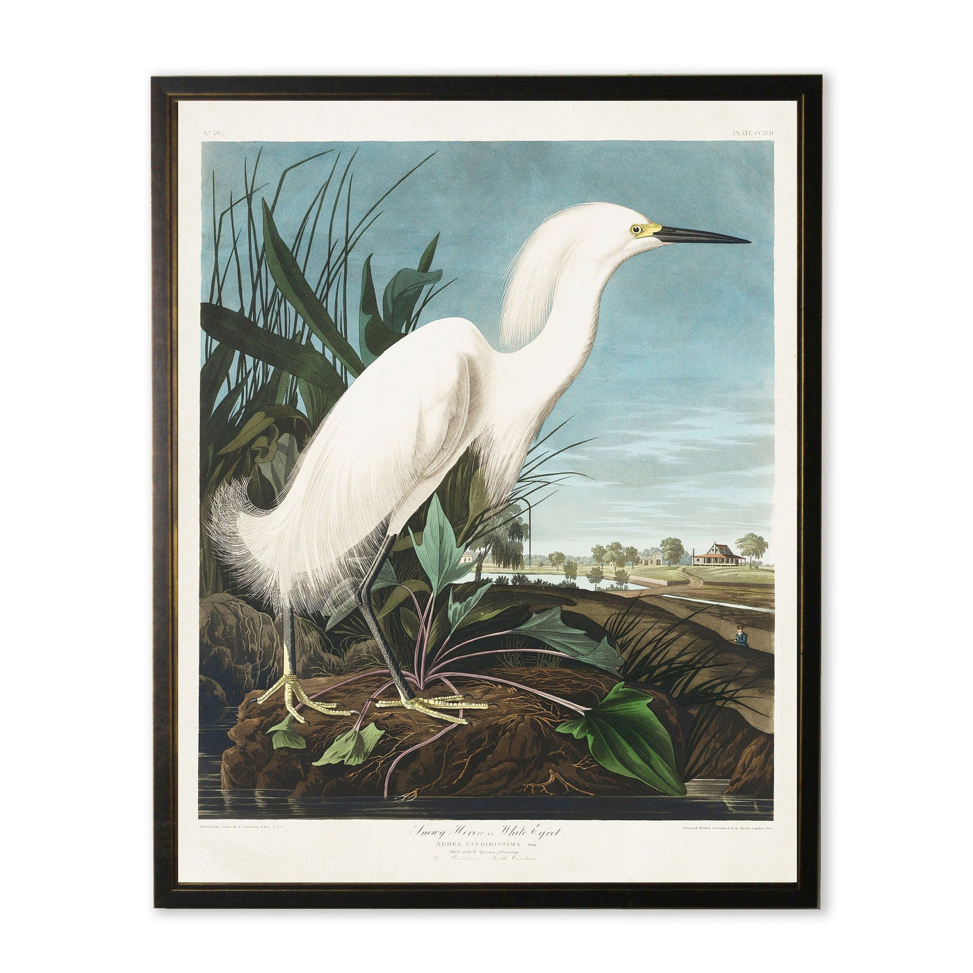 Vintage White Heron Art Print in Black & Copper Wood Frame (16" x 20")