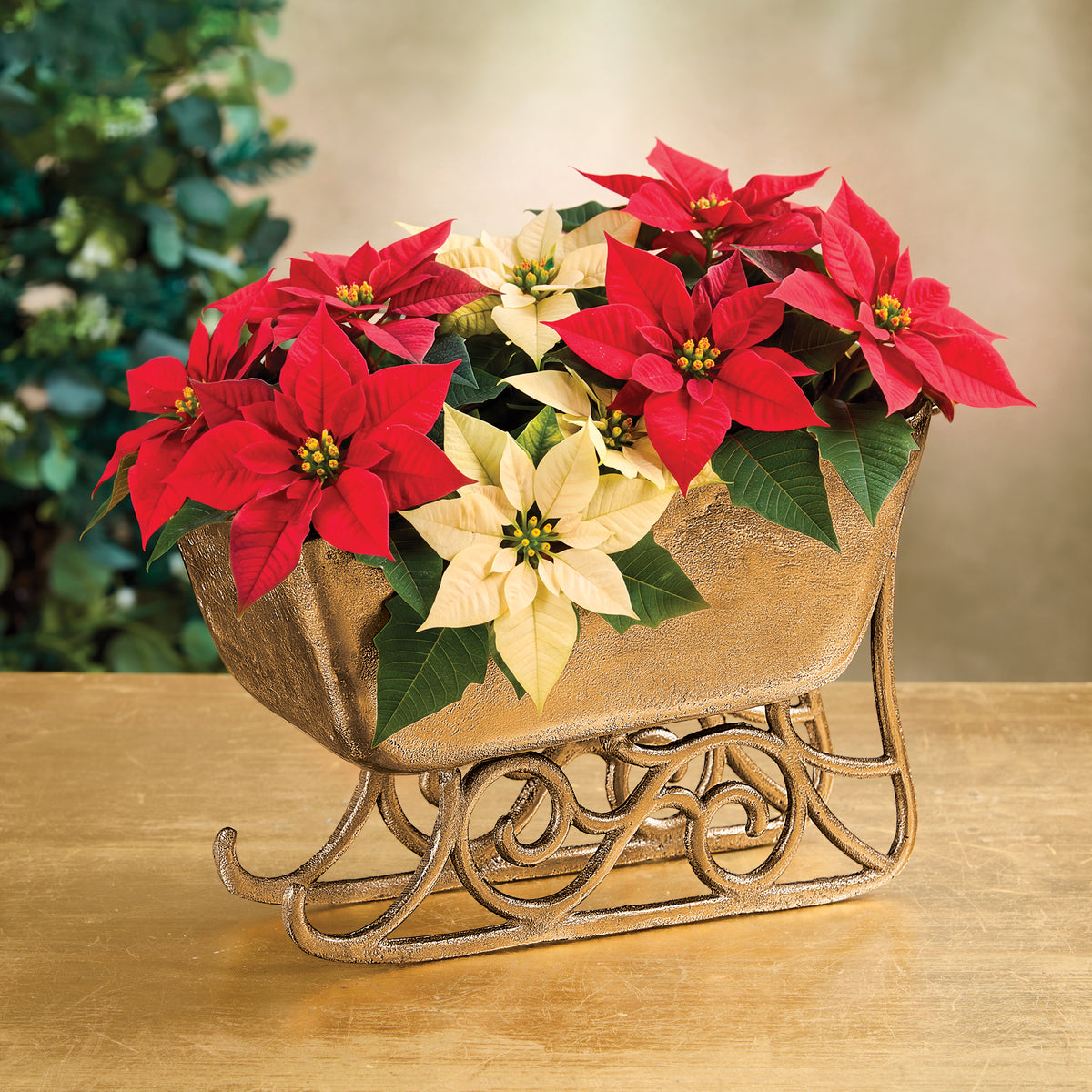 Santa's Vintage-Style Sleigh Planter (Preorder)