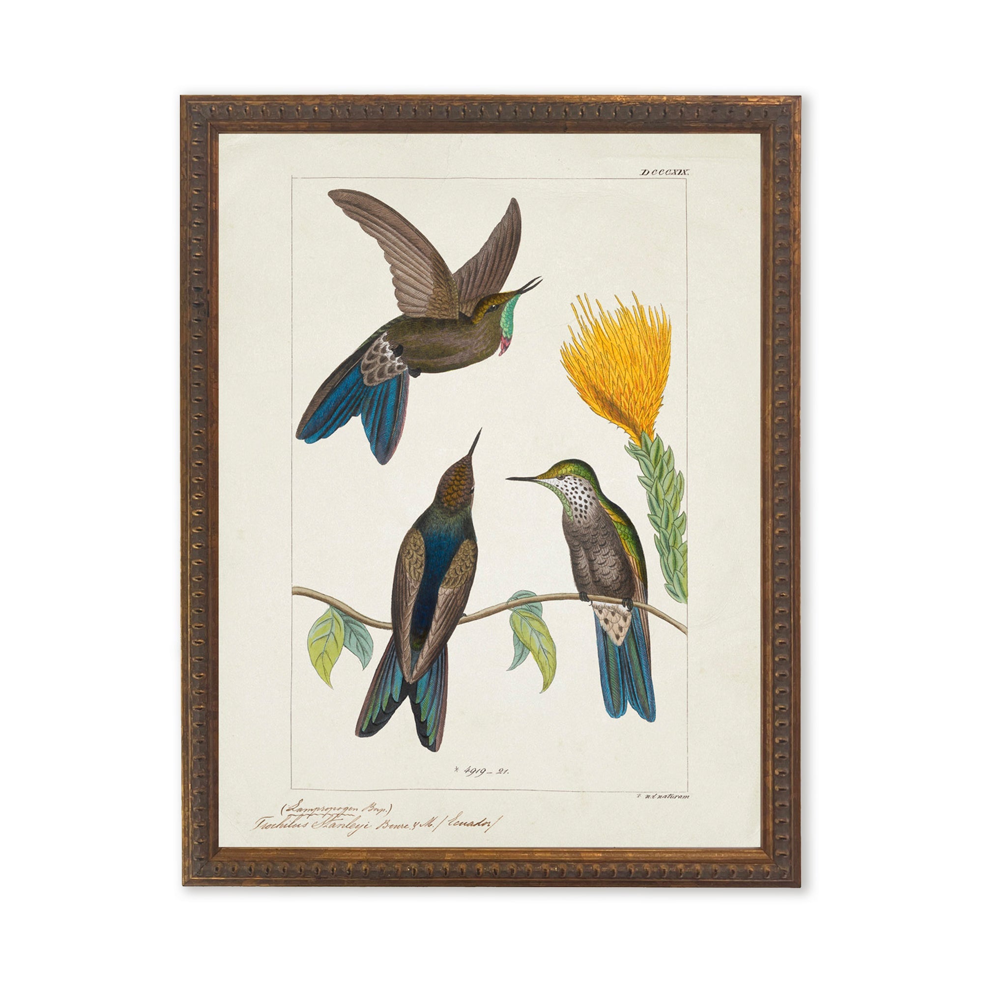 Vintage Hummingbird Botanical Art in Bronze Beaded Wood Frame