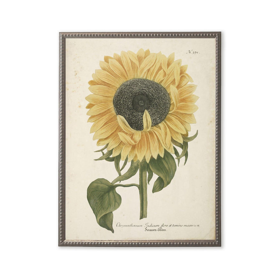 Vintage Sunflower Botanical Art in Silver Beaded Wood Frame (18" x 24")