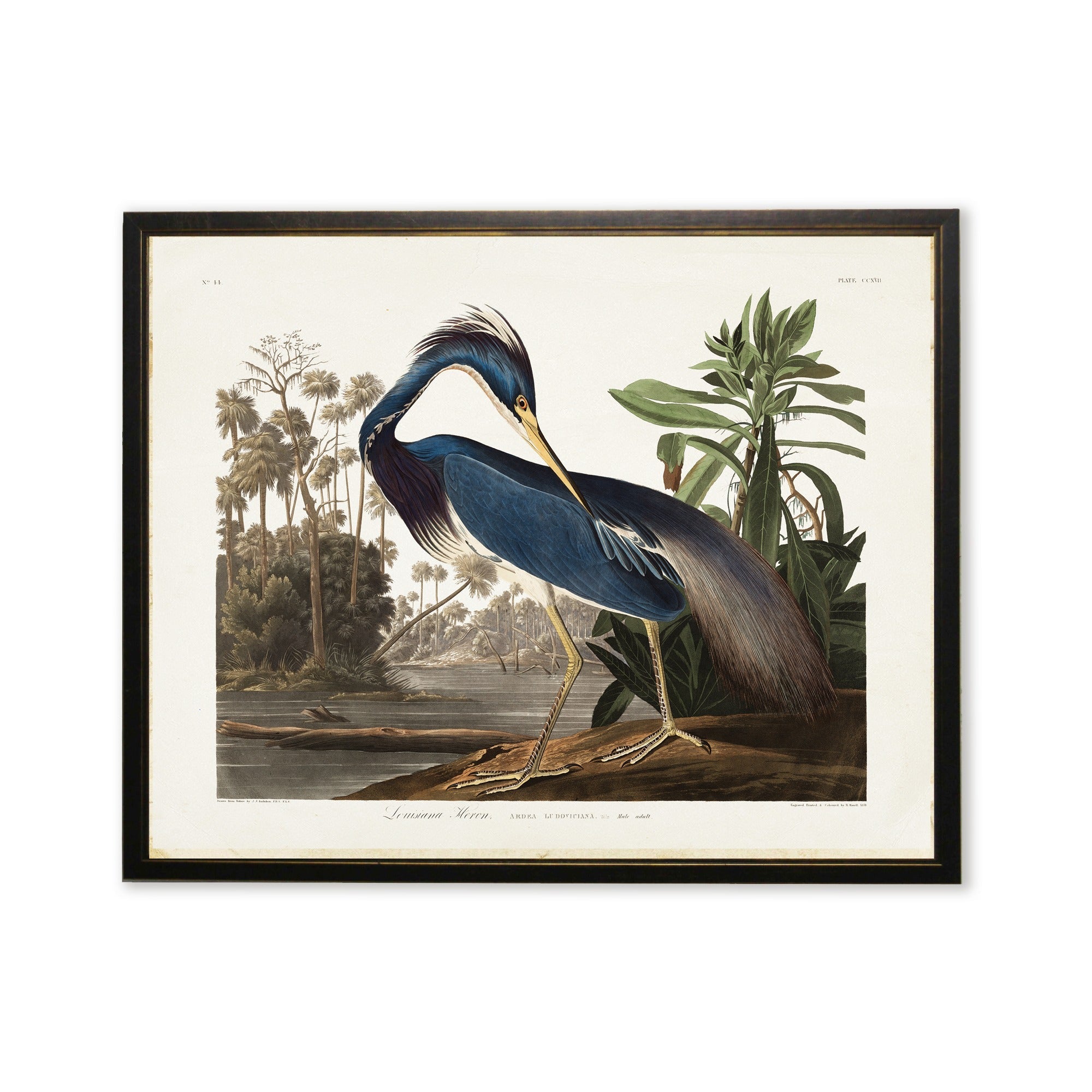 Vintage Blue Heron Art Print in Black & Copper Wood Frame (18" x 24")