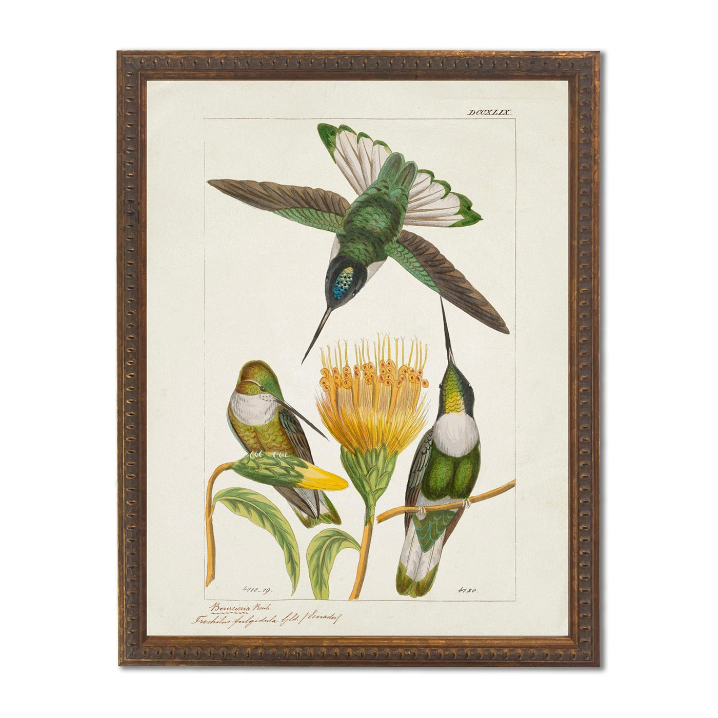 Hummingbirds and Yellow Flower in Bronze-Beaded Frame