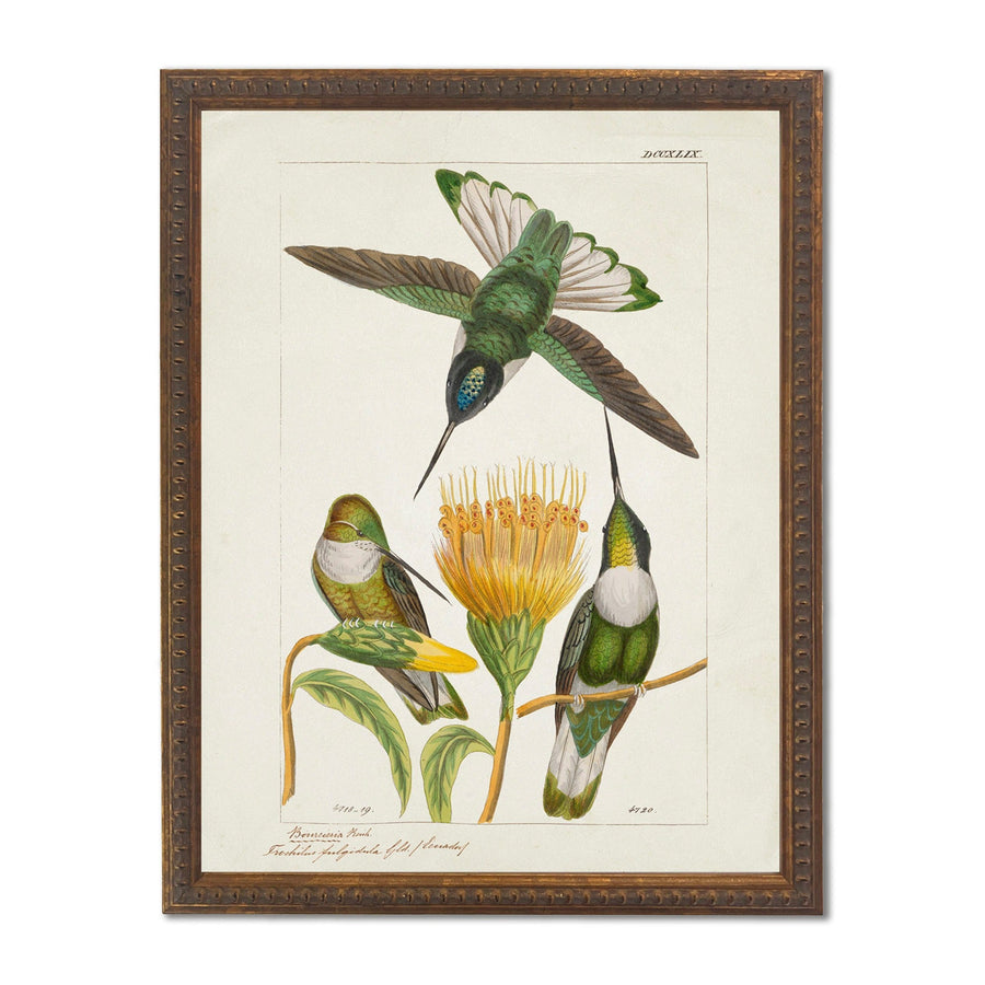 Hummingbirds and Yellow Flower in Bronze-Beaded Frame