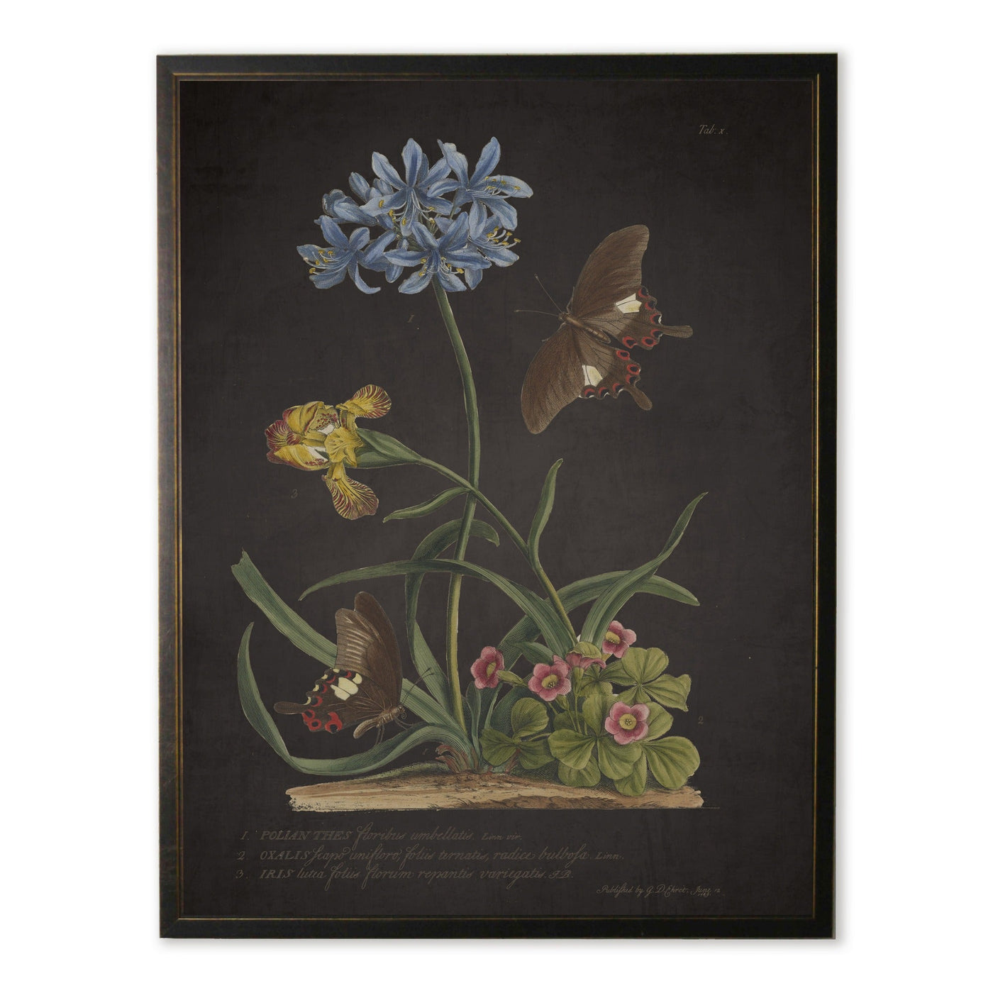 Vintage Blue & Yellow Botanical Print with Butterflies in Copper & Black Wood Frame (16" x 20")
