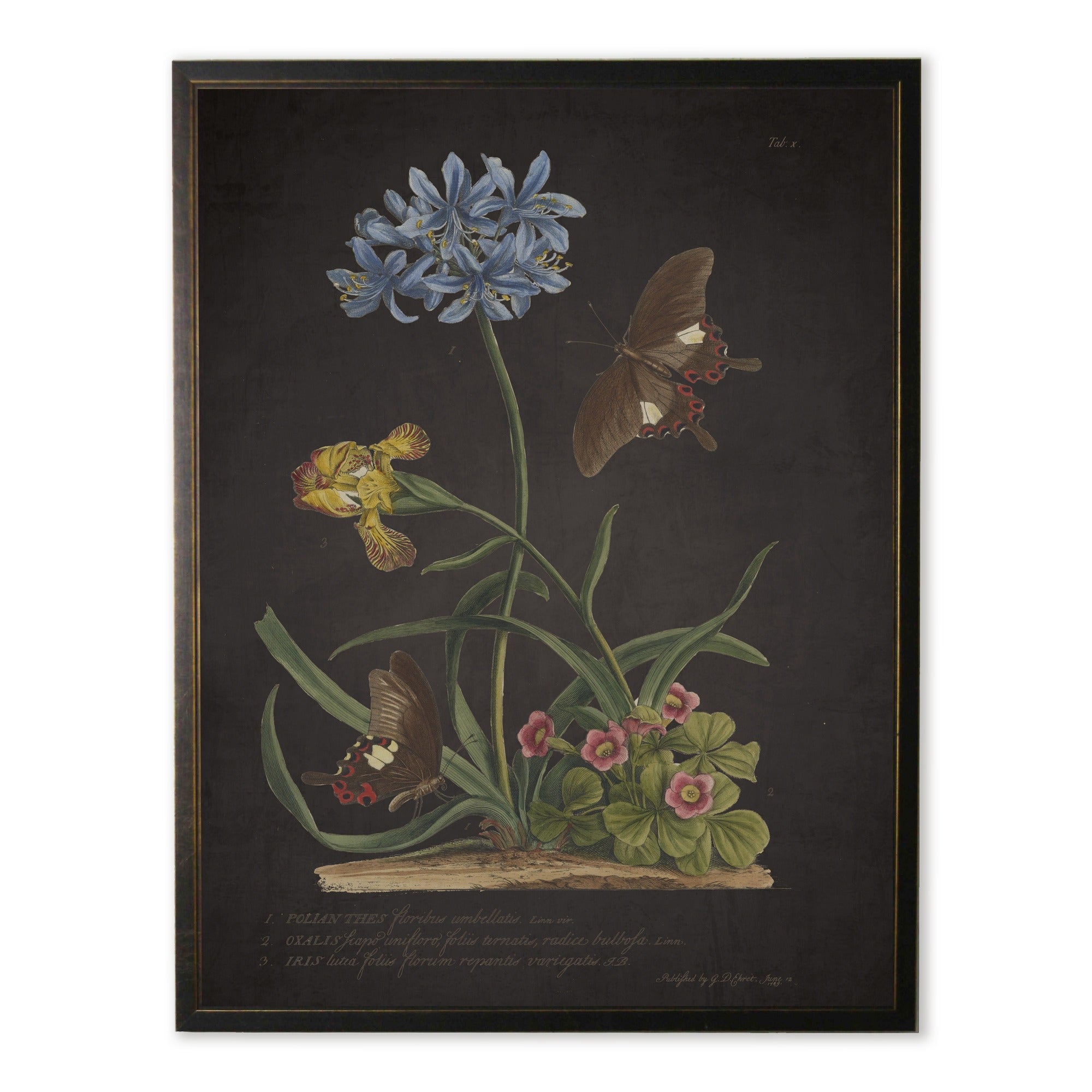 Vintage Blue & Yellow Botanical Print with Butterflies in Copper & Black Wood Frame (16" x 20")