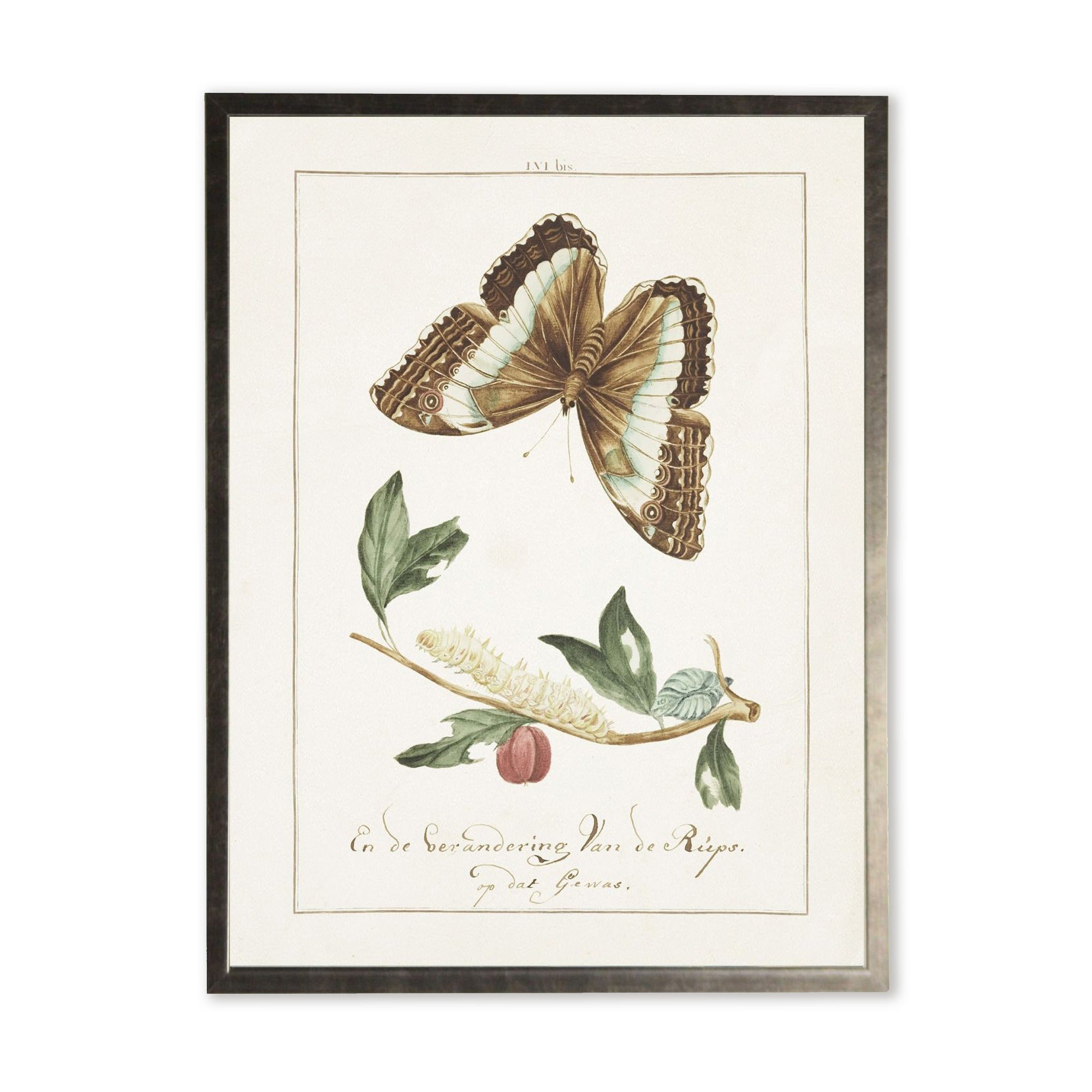 Vintage Butterfly & Caterpillar Print in Silver Wood Frame (16" x 20")